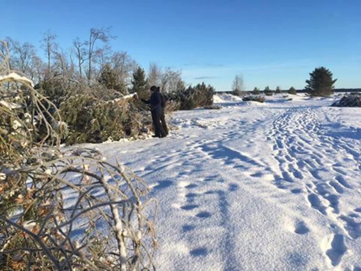 Storsandin hiekkadyynialueen ennallistaminen aloitettiin puiden kaatamisesta helmikuussa 2017.