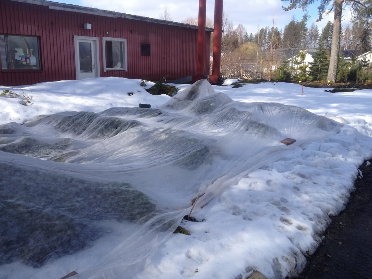 harsolla suojattuja kasveja