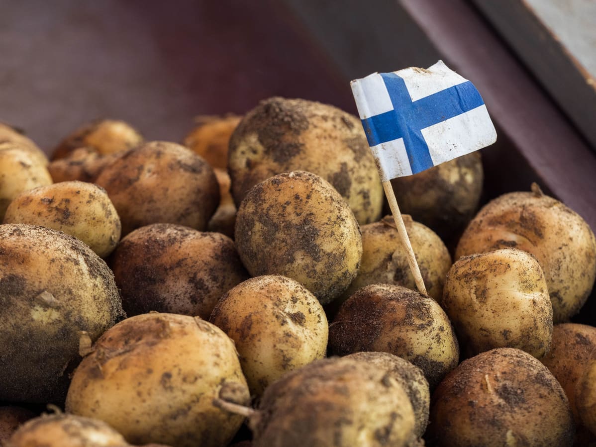 Suomalaisia varhaisperunoita torilla.