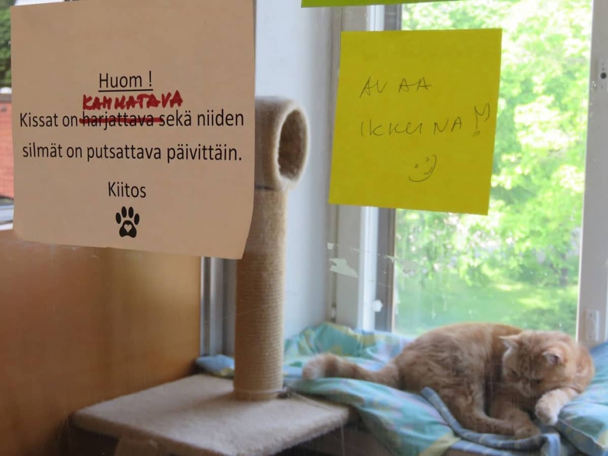 Ruskeankirjava kissa lasin takana. Lasissa kehotus kammata kissa ja puhdistaa sen silmät päivittäin.
