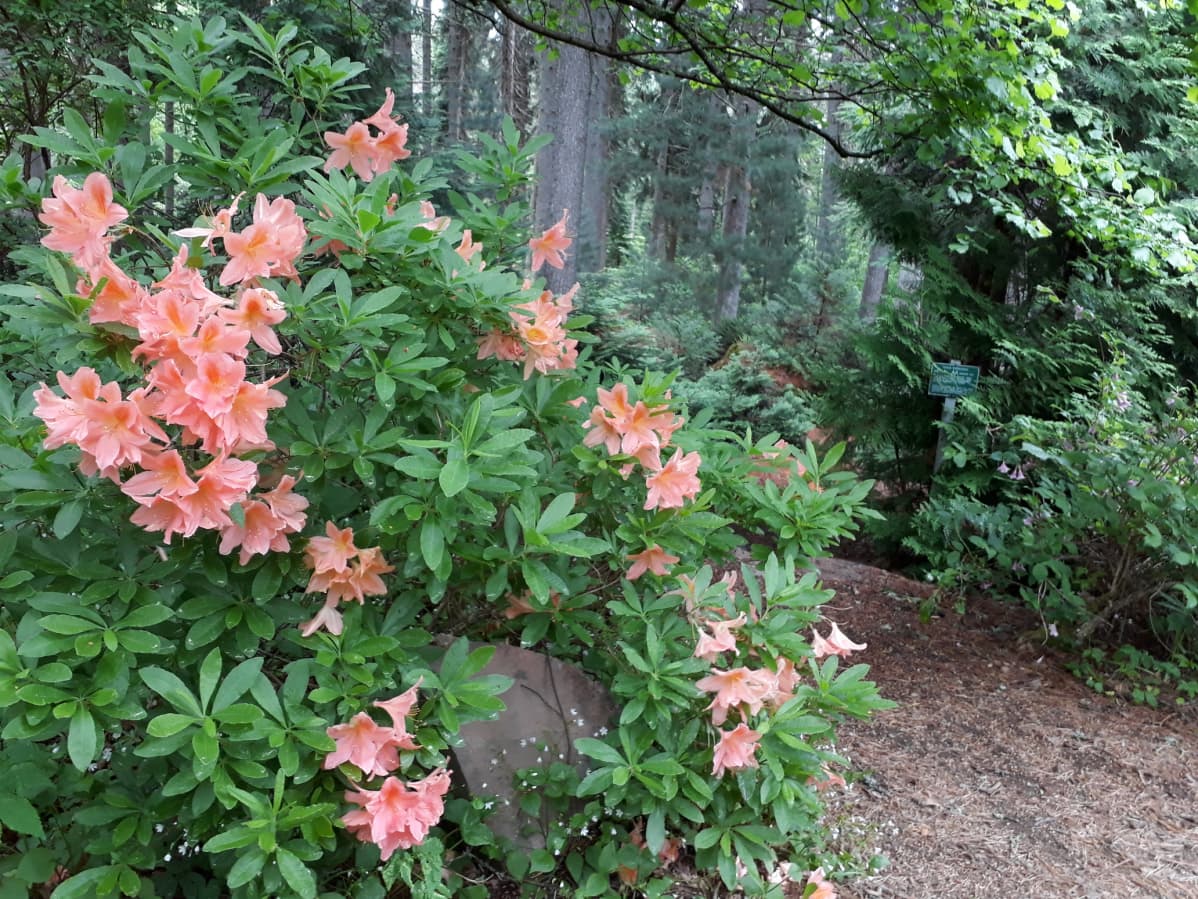 Vaaleanoranssi atsaleapensas metsässä.
