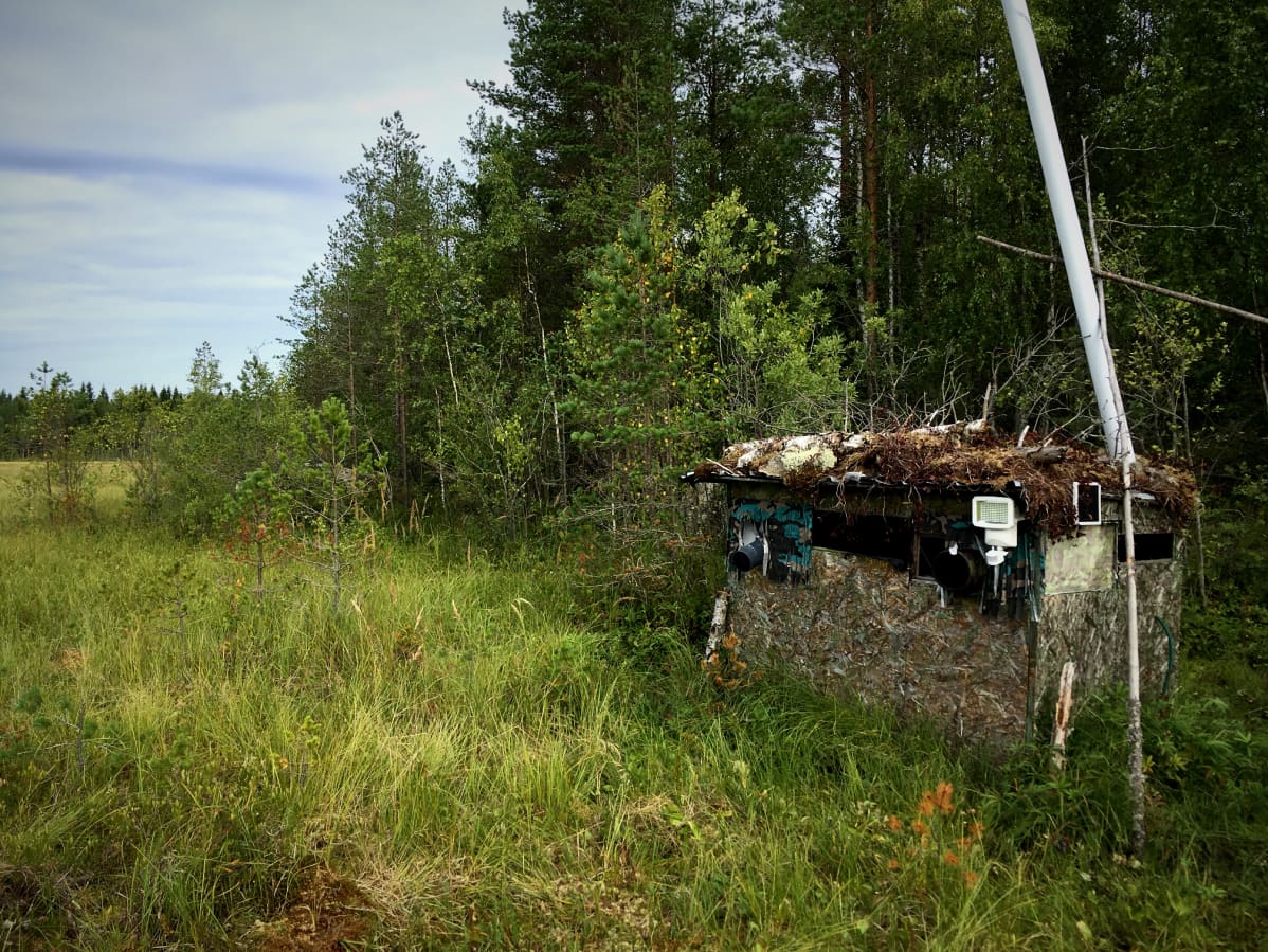 Naamioitu kuvauskoju metsän reunassa.