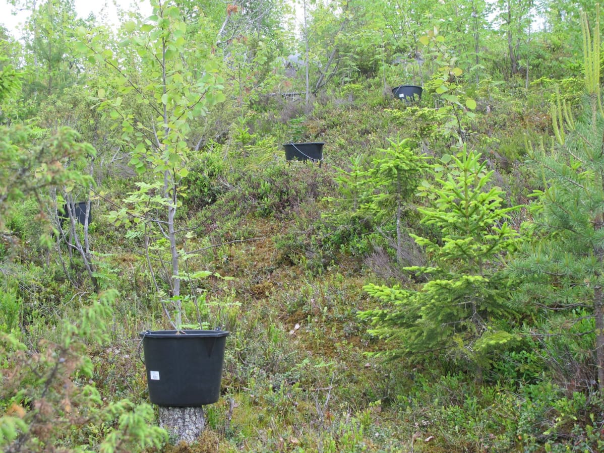 Kannabiskasveja metsässä.