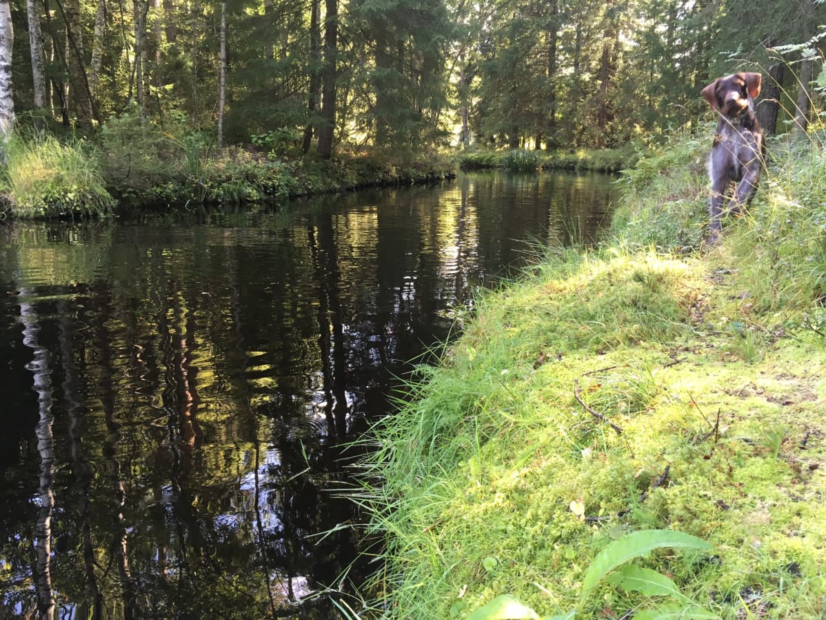 Idyllinen Lehmijoki virtaa nyt tyynenä, kuukausi sitten siinä kellui kuolleita kaloja.