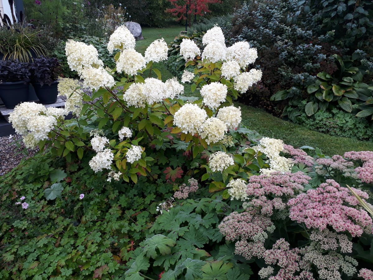 Hortensia