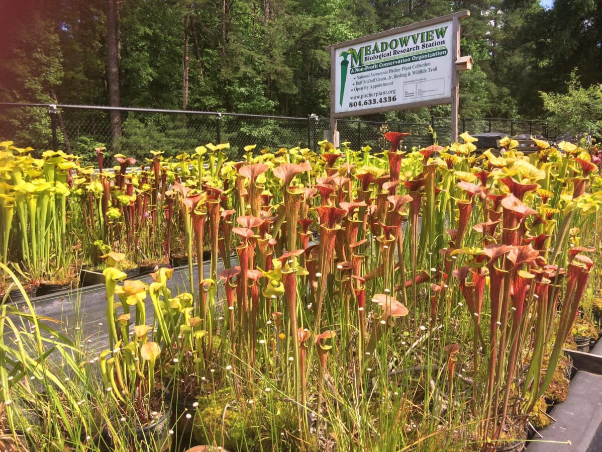 Tötterölehtiä Meadowview Biological Research Stationilla