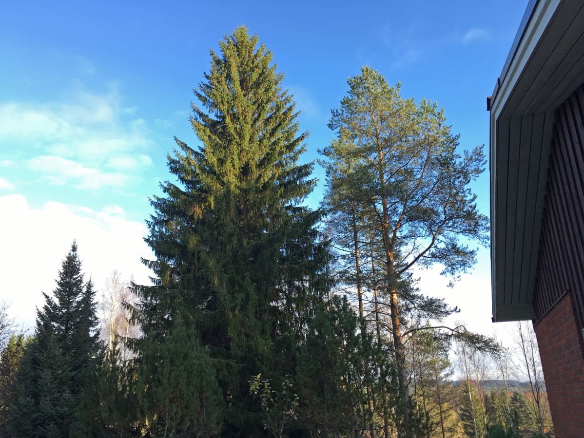 Tissikuusi näyttää ihan tavalliselta kuuselta.