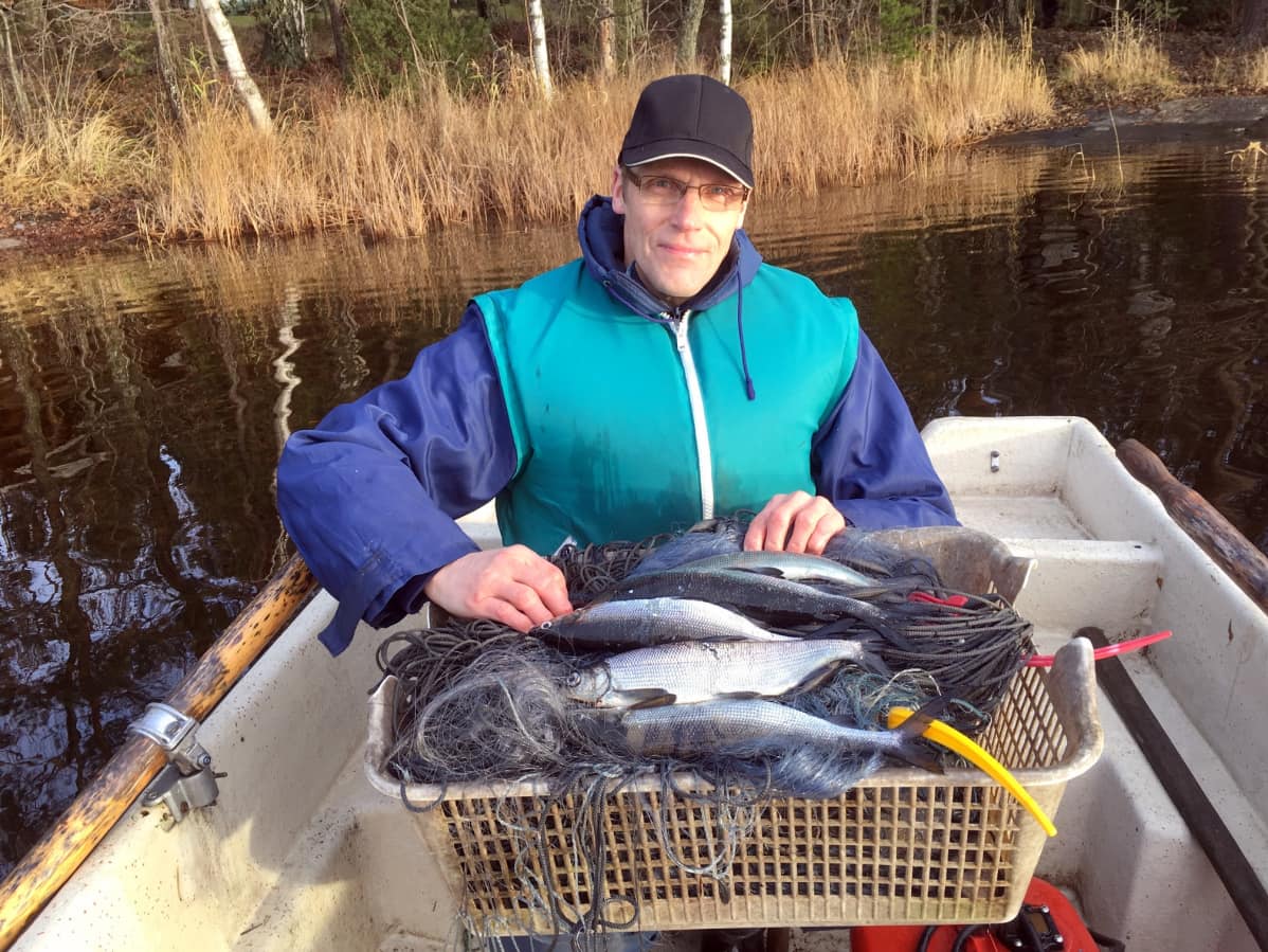 Seppo Reposen tiistainen koekalastus tuotti viisi loisista vapaata siikaa.