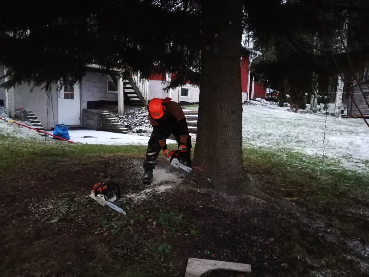 Mies sahaa kuusta moottorisahalla.