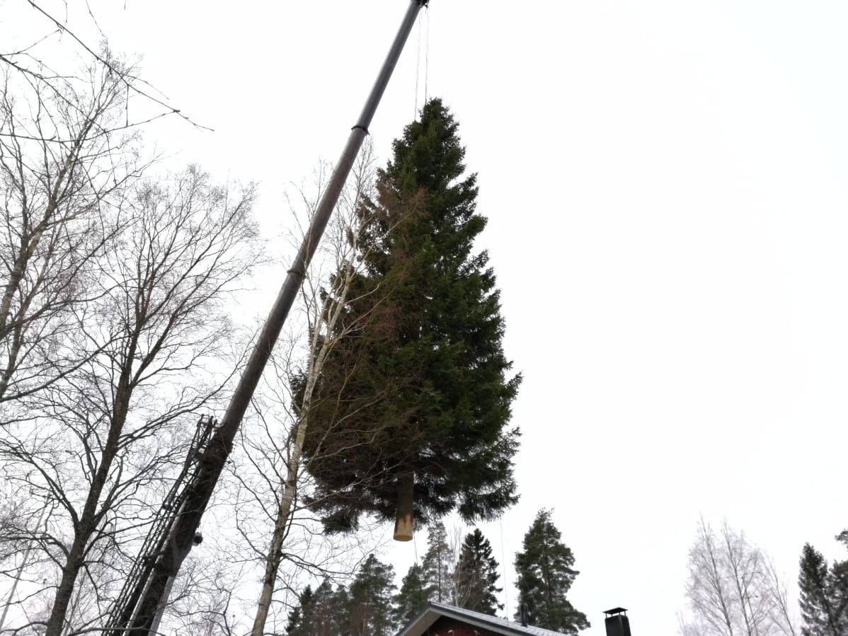 Suurta kuusta siirretään nosturilla.