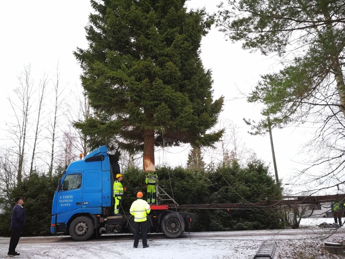 Suurta kuusta lasketaan lavetille.