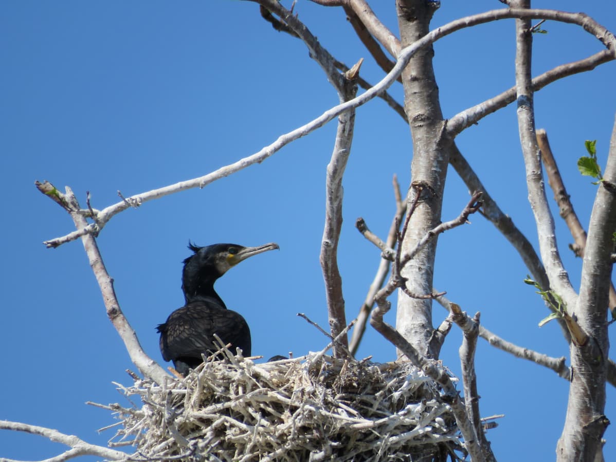 Skarv i sitt bo, Vasa skärgård