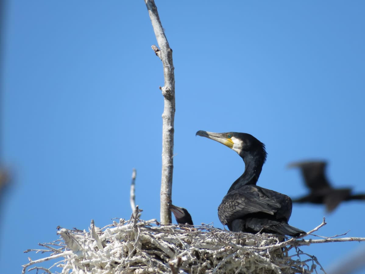 Merimetso poikasensa kanssa pesässä Vaasan saaristossa.