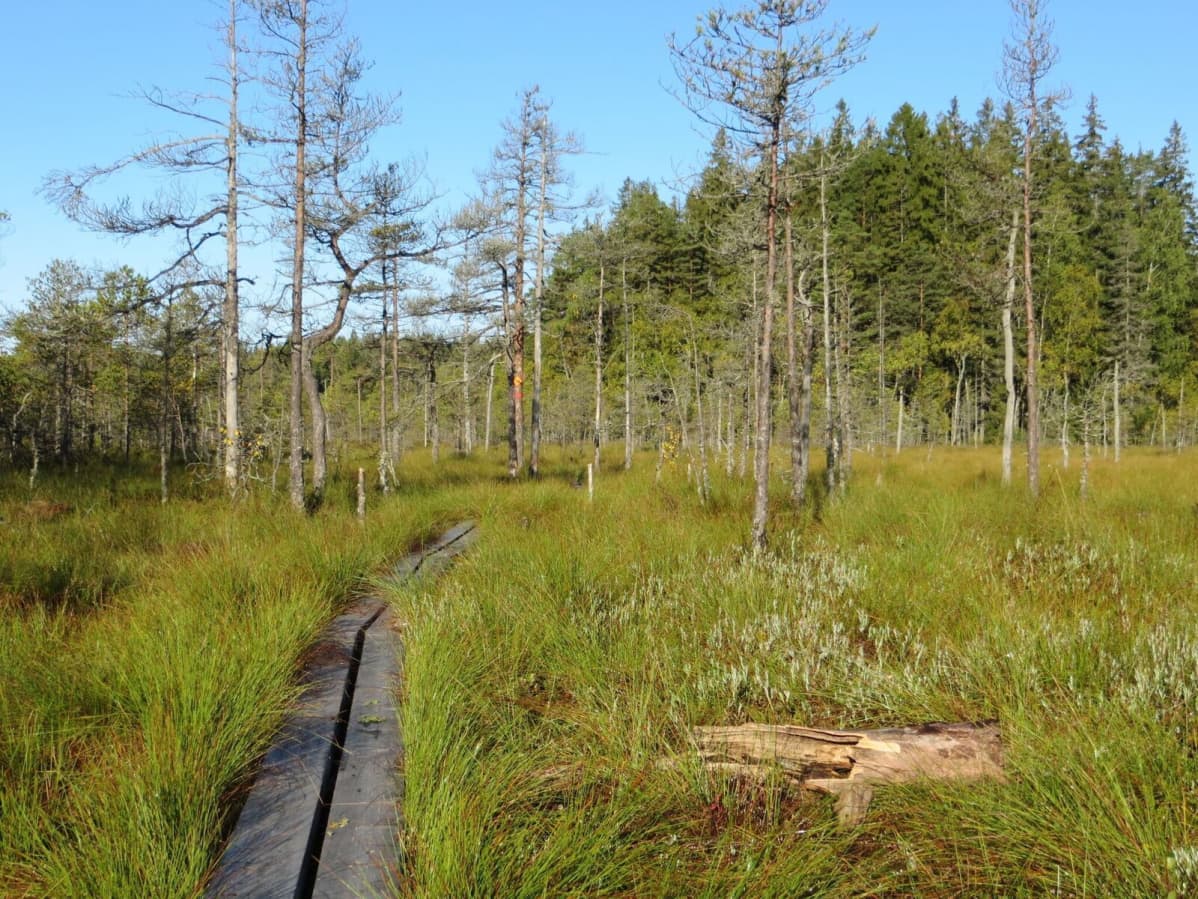 Pitkospuut keidassuon yli Kurjenrahkan kansallispuistossa.