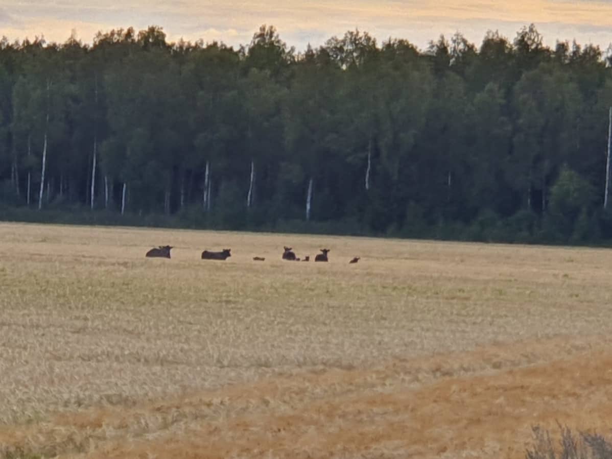 lauma lehmiä viljapellossa