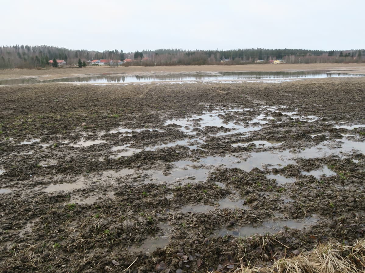 Tulvapeltoa Janakkalan Tervakoskella