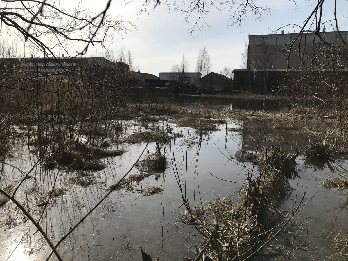 Öljyä Kokemäenjoen pinnalla