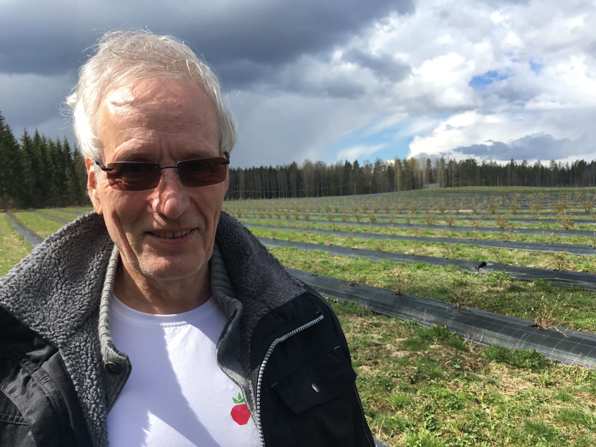 Hannu Tamminen haskap-pensaiden ympäröimänä Kepilän tilalla.