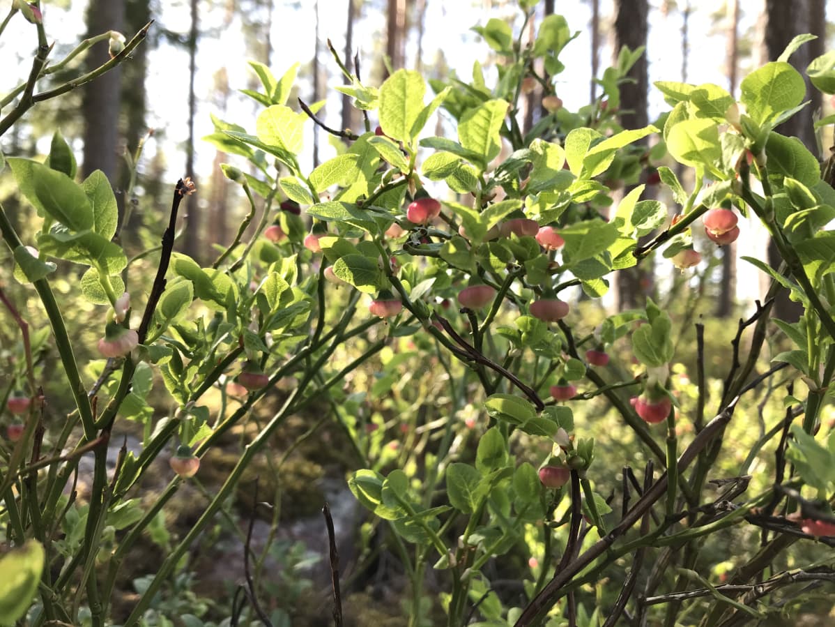 Mustikka kukkii Massin metsässä Ulvilassa toukokuun lopussa 2020.