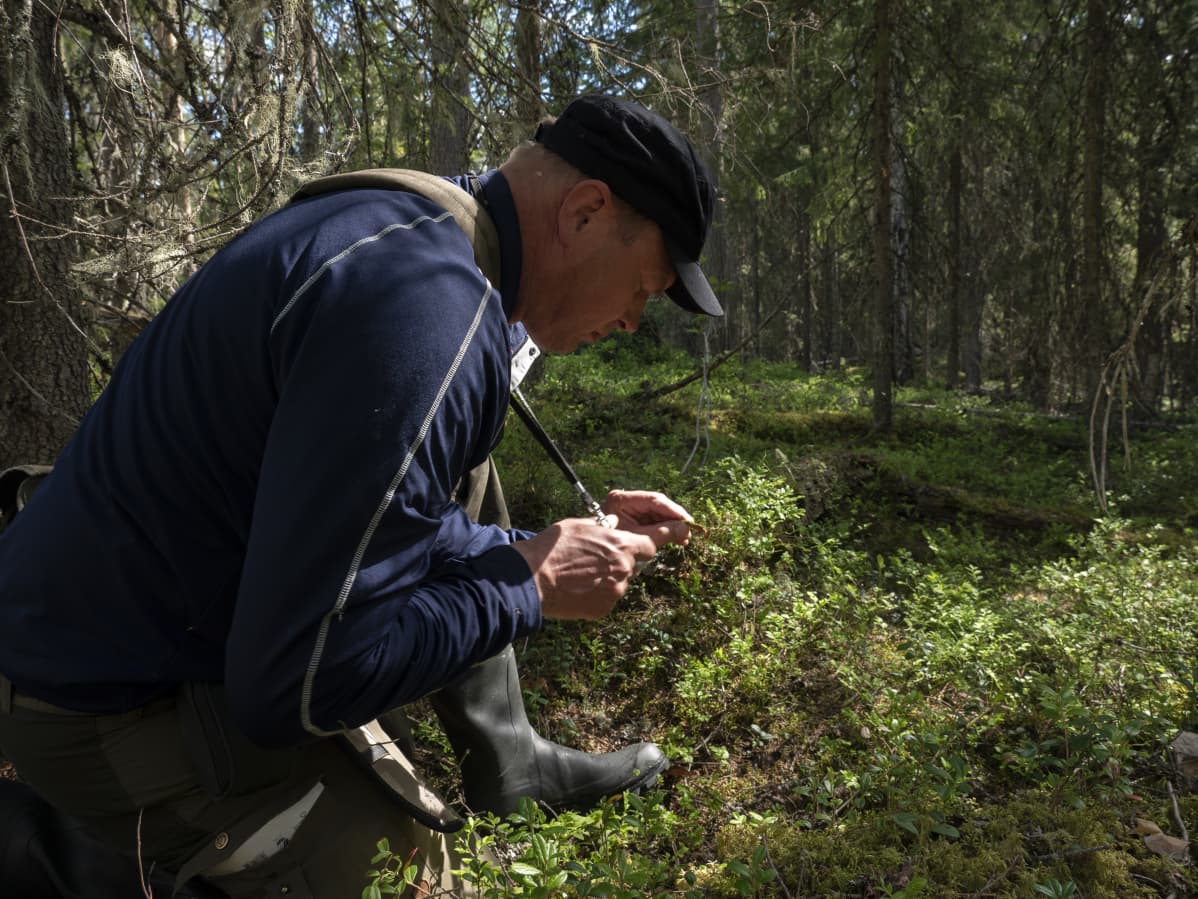 Metsähallituksen luontopalveluiden luontokartoittaja Timo Kypärä tutkii sammalia.