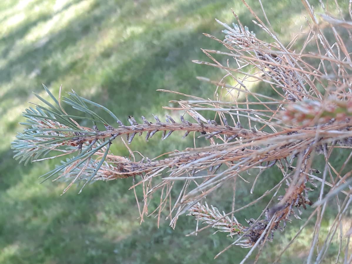 Tämä mänty on todennäköisesti kärsinyt ruskomäntypistiäisen tekosista.