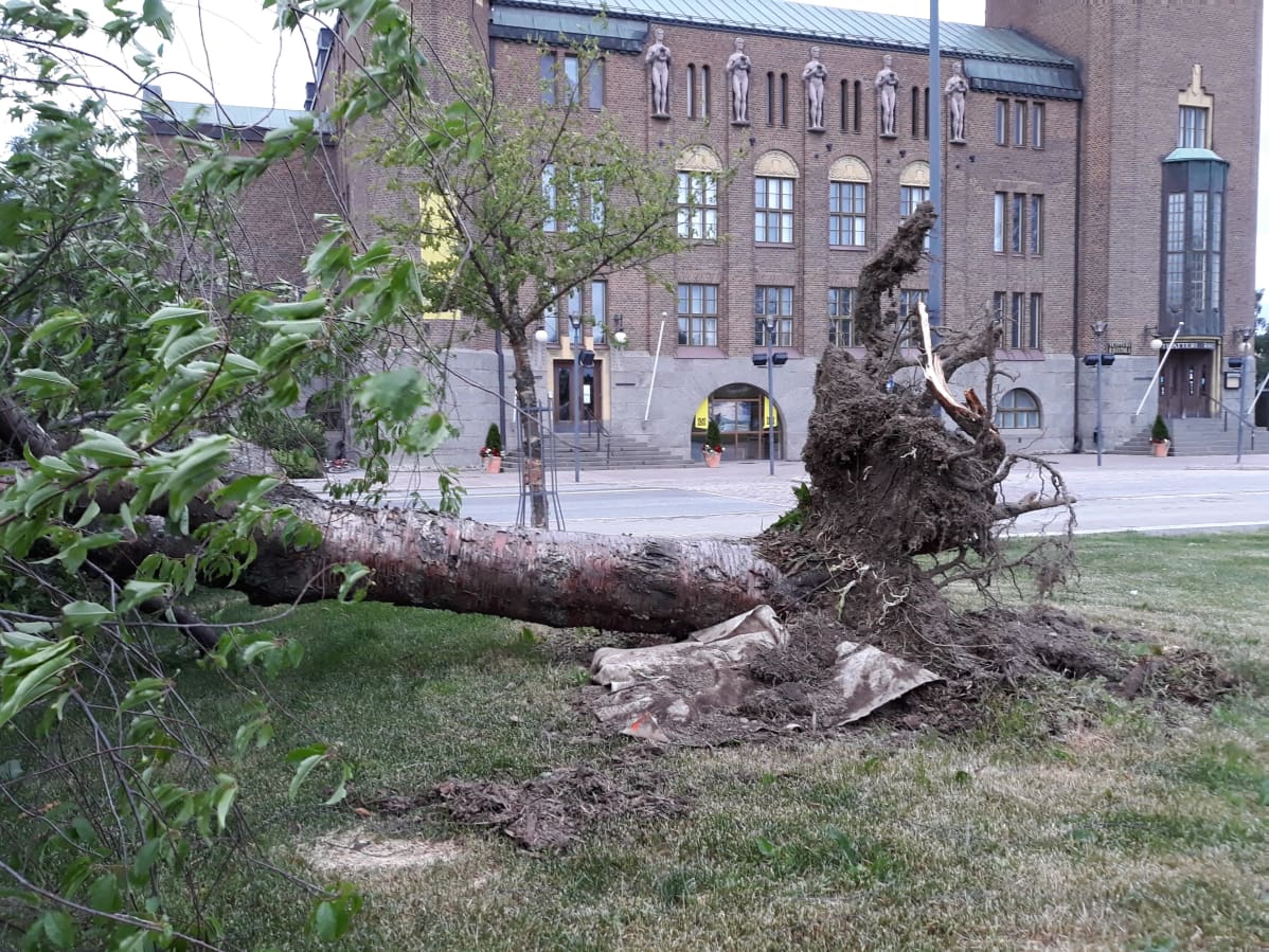 Myrky kaatoi puun Vapaudenpuistosta.