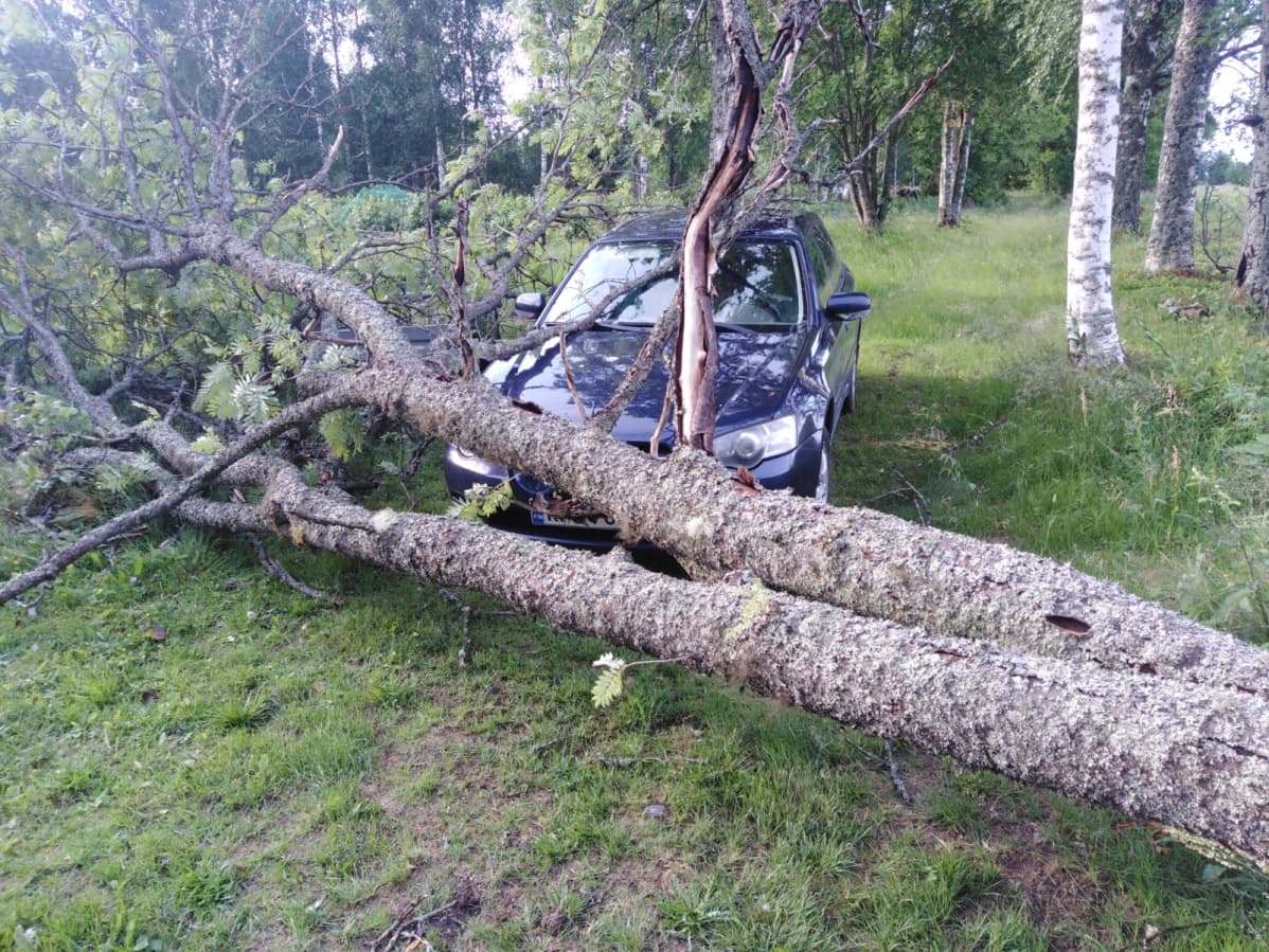 Kuvassa on auton päälle kaatunut pihapihlaja Polvijärven Hukkalassa.