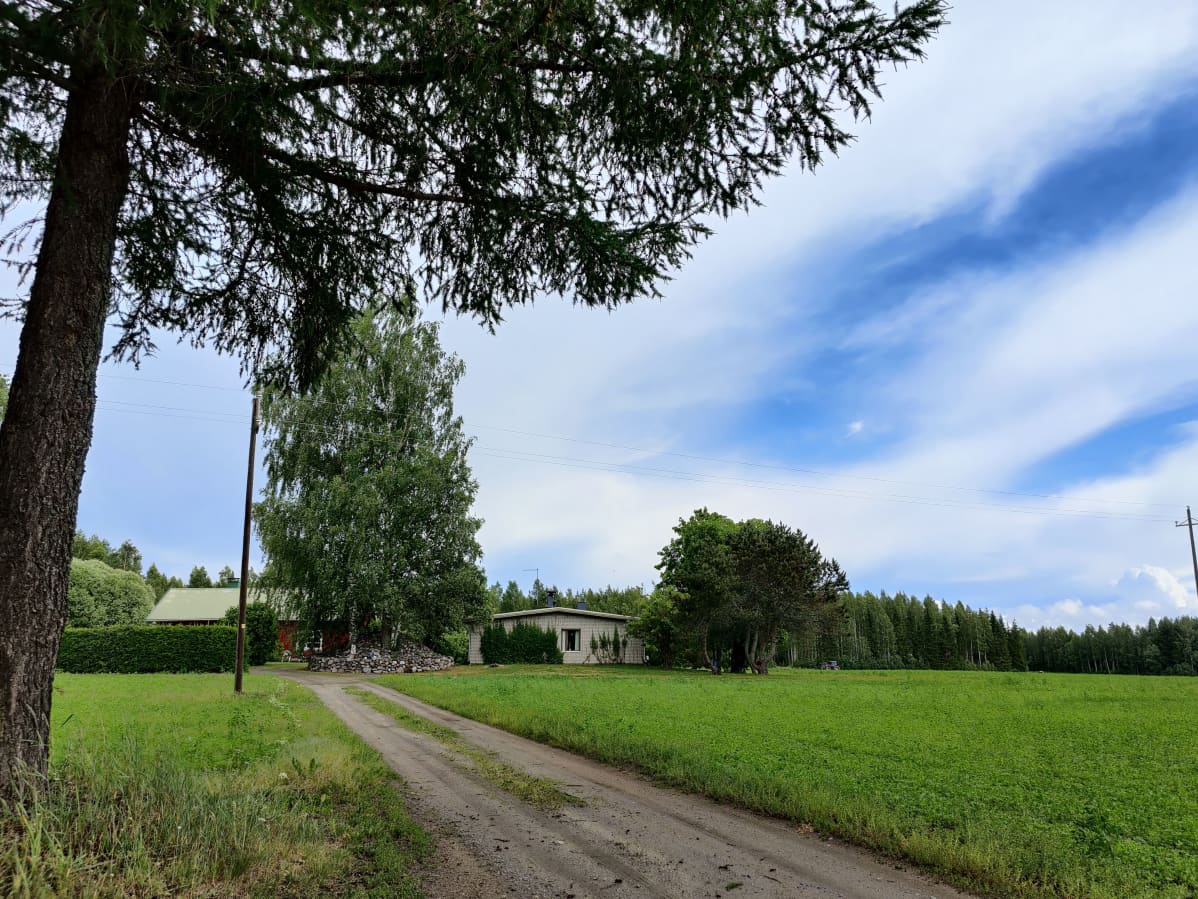 Maatila Etelä-Savossa, kesäkuun aikaan