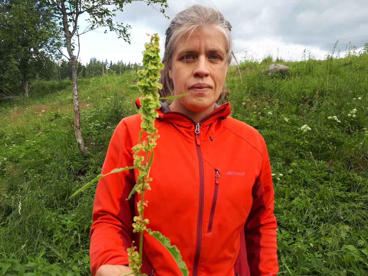 Laura Hämäläinen ja hevonhierakka