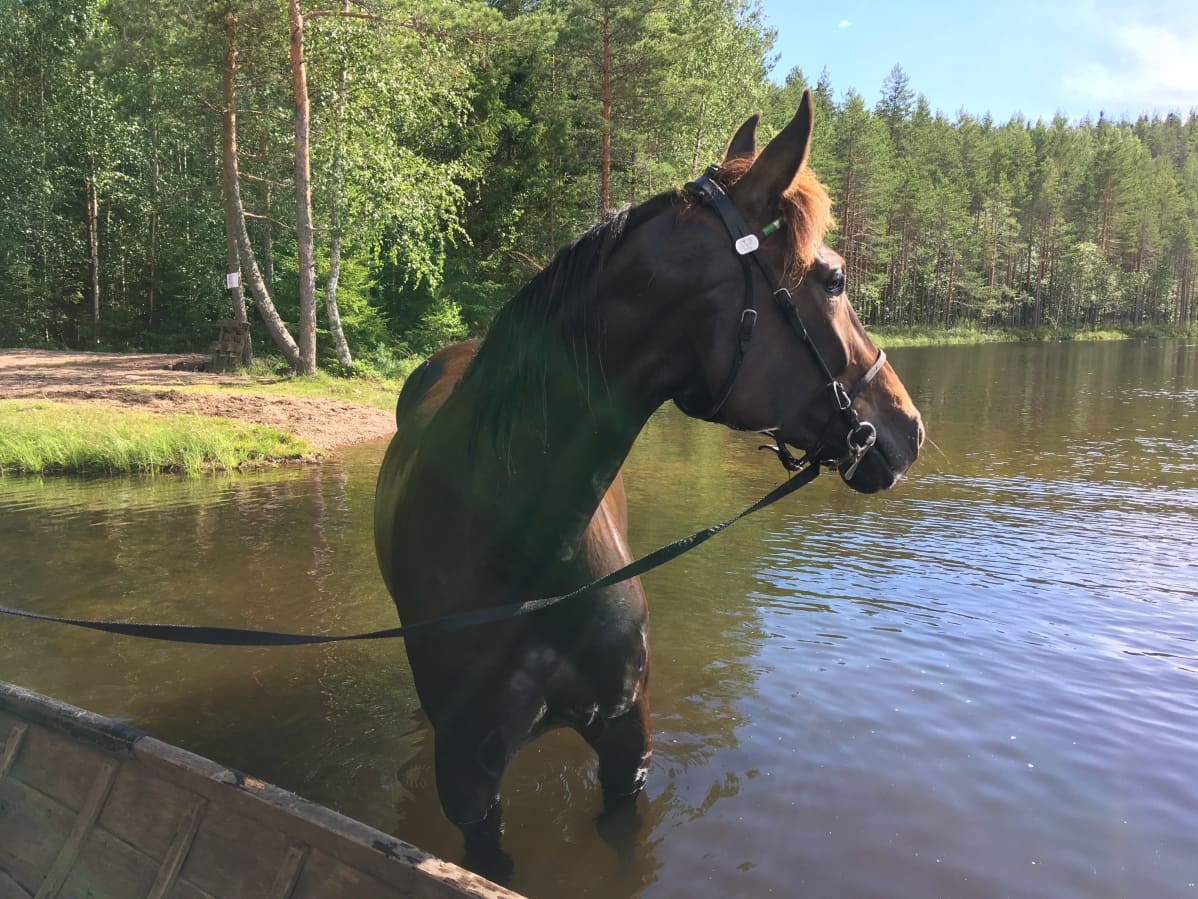 Hevonen seisoo veneen vieressä vedessä