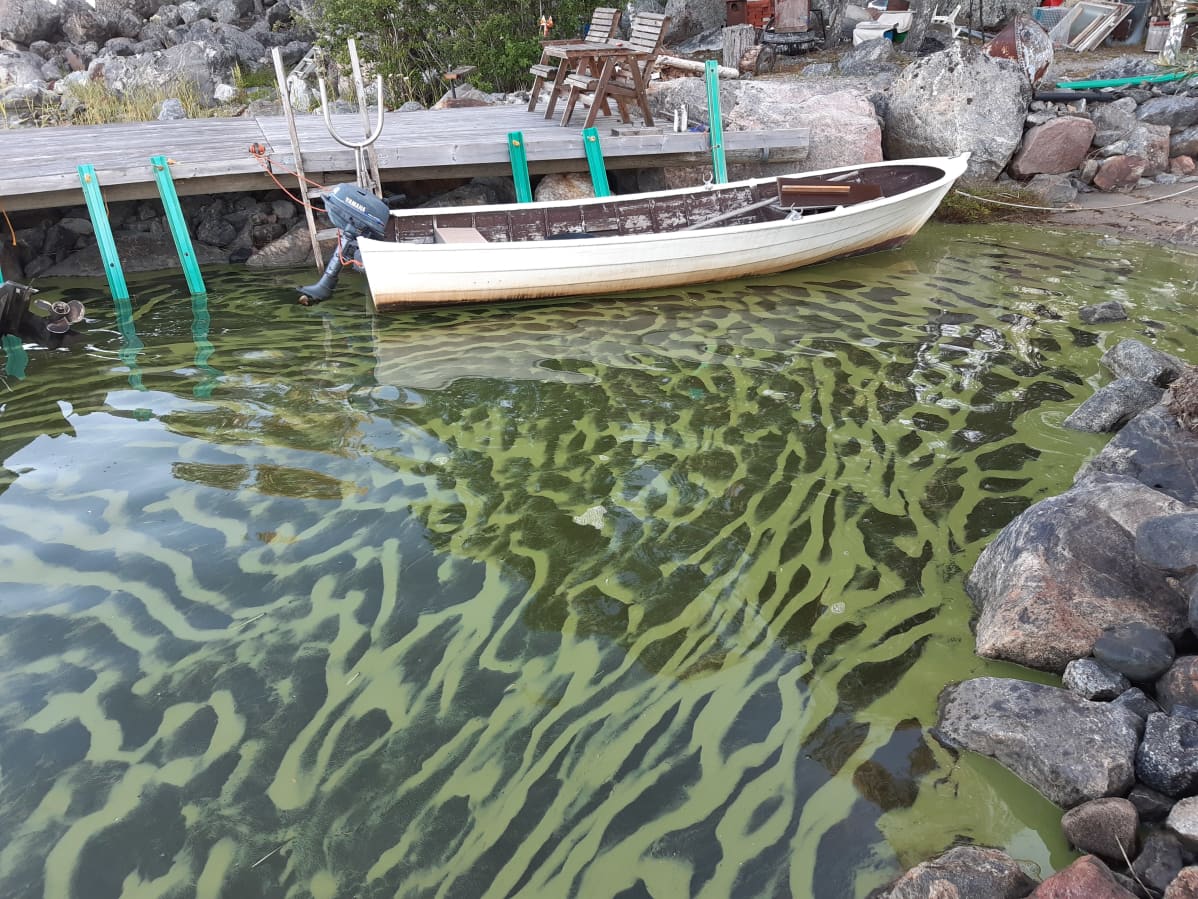 Vanha puuvene laituriin kiinnitettynä kelluu sinileväisessä rantavedessä.