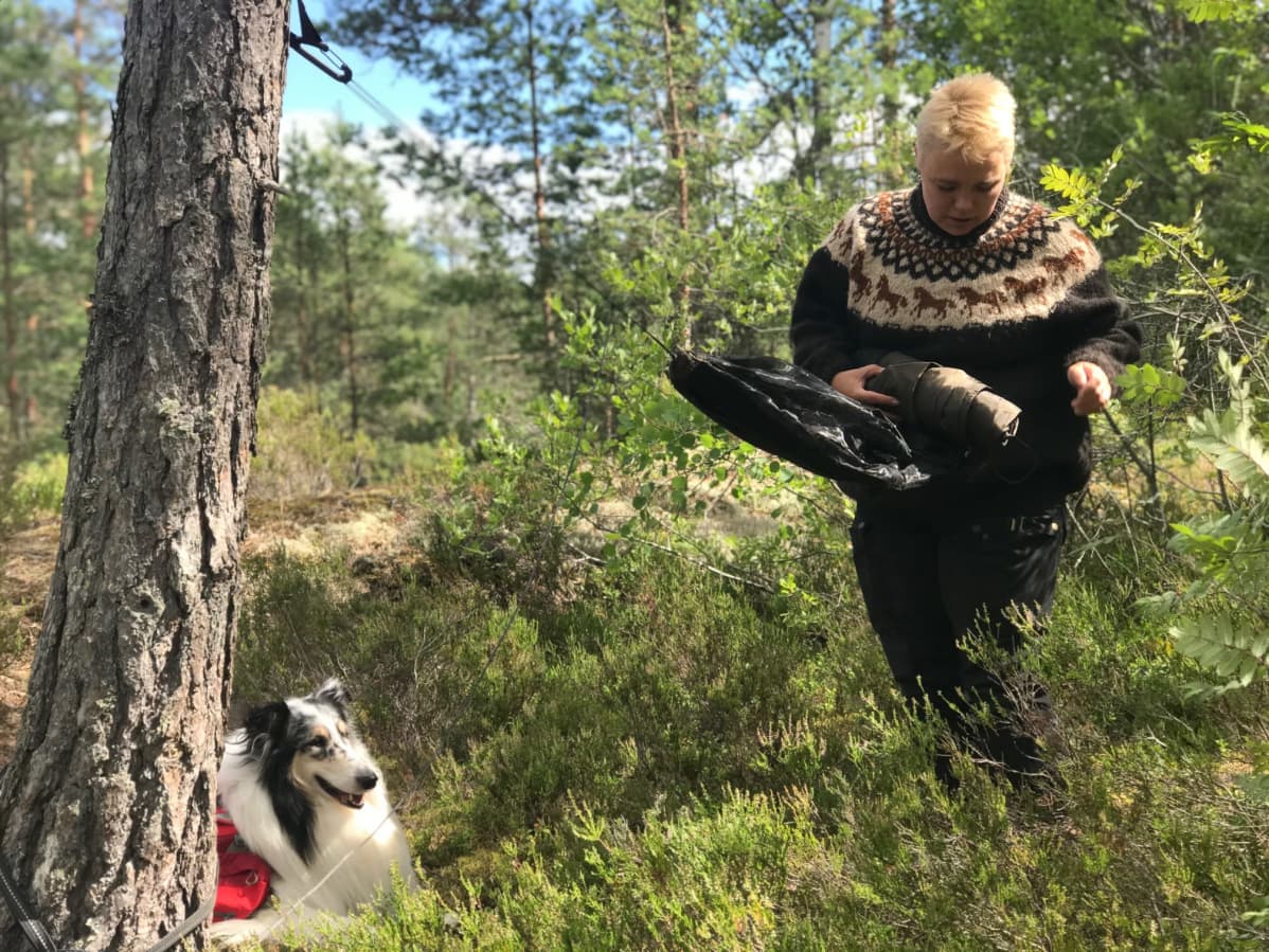 Nainen kerää riippumattoa kasaan mäntymetsässä, koira istuu vieressä mustikan varpujen seassa