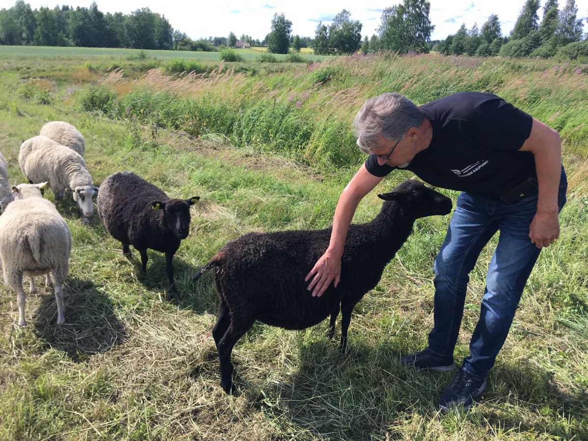 Alavuden kaupungin projektipäällikkö Timo Siltala silittää lammasta kosteikkoalueella.