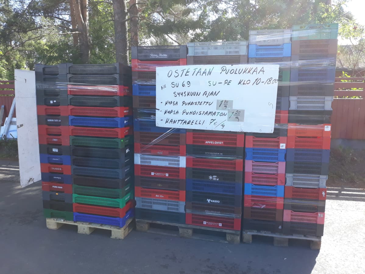 Ypäjäläinen Kärkäinen aloittaa jälleen puolukan oston Seinäjoella, Prisman pihassa.