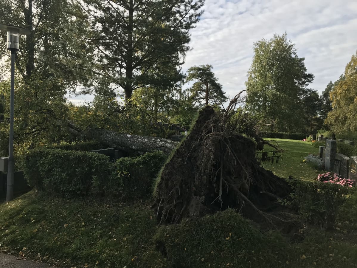 puu kaatui messukylän hautausmaalla hautakivien päälle