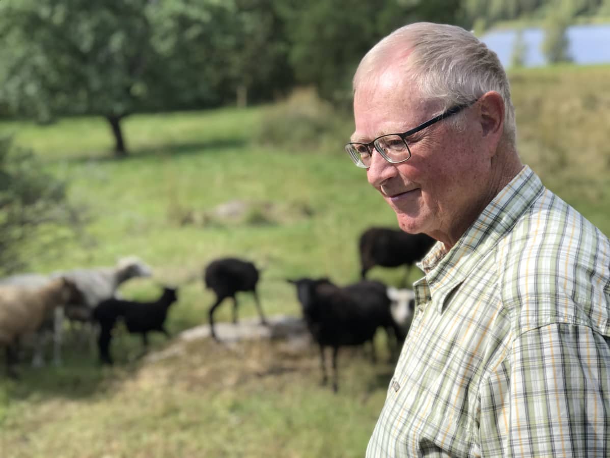 Maanviljelijä Heikki Toijala seisoo lammaslaitumen laidassa