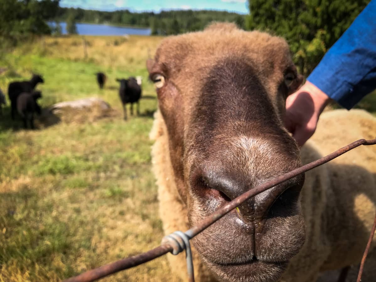 Lammas katsoo kameraan kesäisellä niityllä