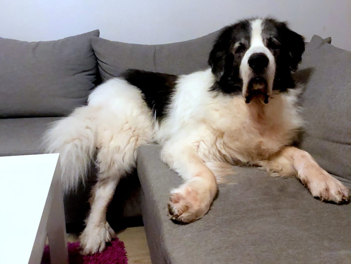 Pyreneittenmastiffi Otto