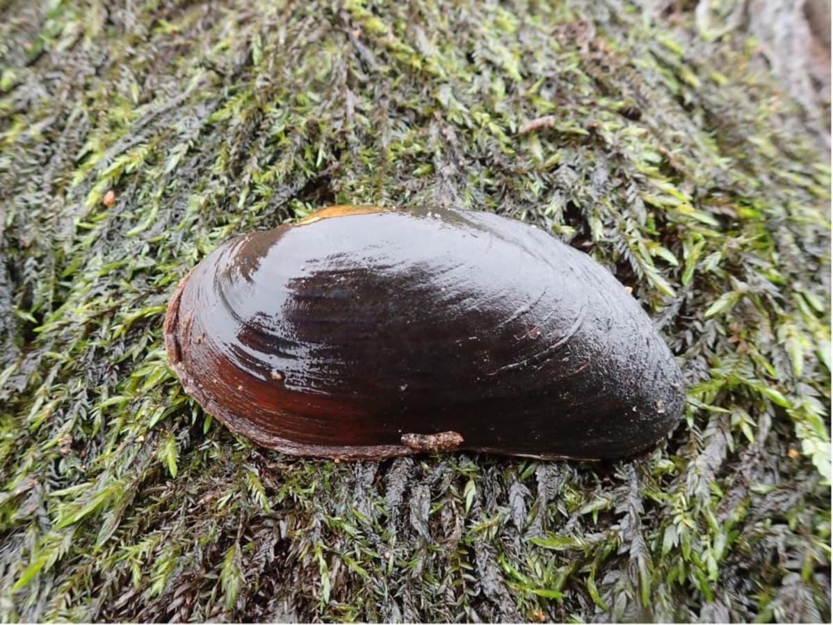 Kemijoesta Vanttauskosken alapuolelta löydetty raakku 16.9.2017