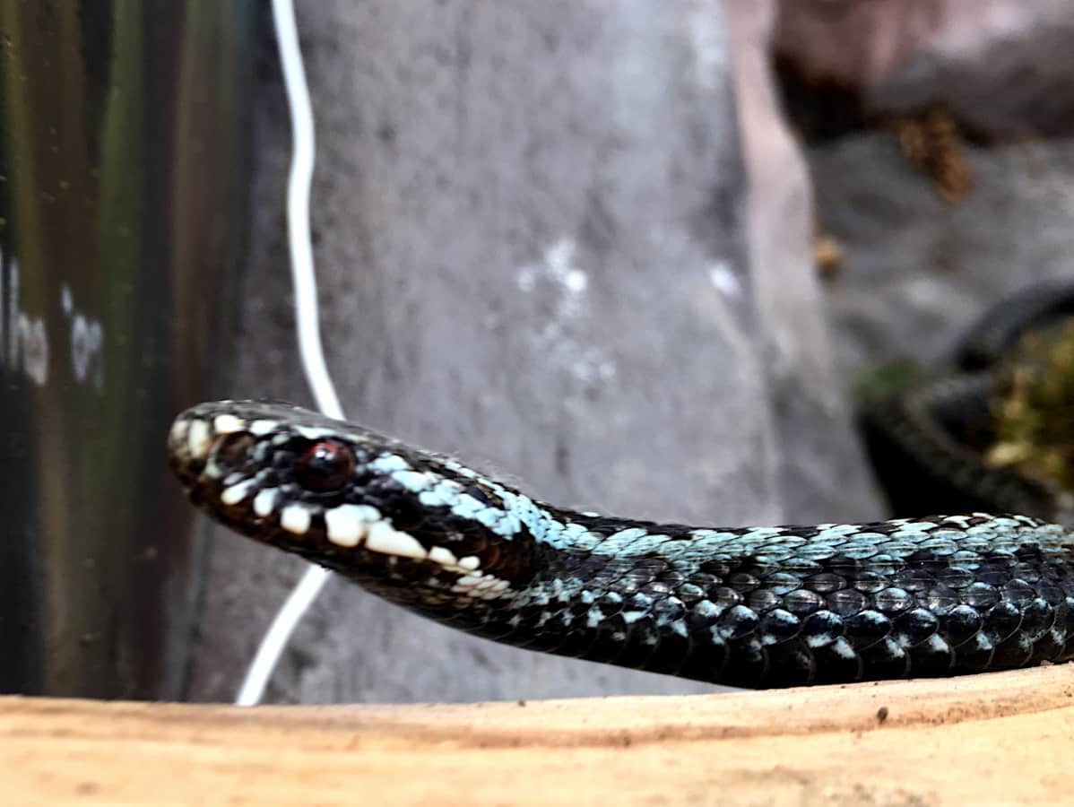 Kyykäärme koiras Ähtärin eläinpuiston terraariossa.