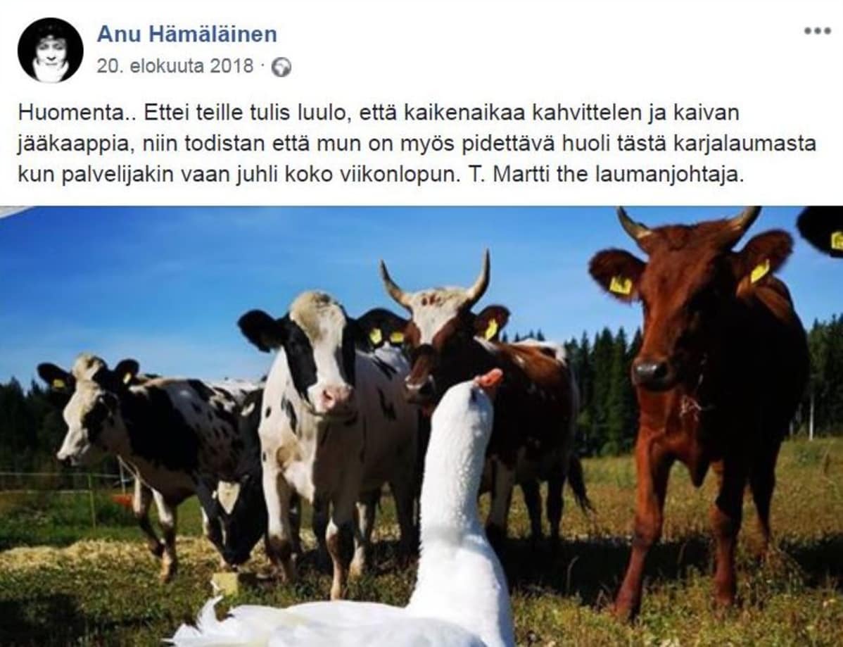 Kuvakaappaus Face-book sivuilta. Anu Hämäläisen päivityksessä Martti katsoo aitauksessa olevia lehmiä. Hämäläinen kertoo tekstissä, että Martti pitää huolta karjalaumasta hänen "palvelijansa" ollessa juhlimassa.