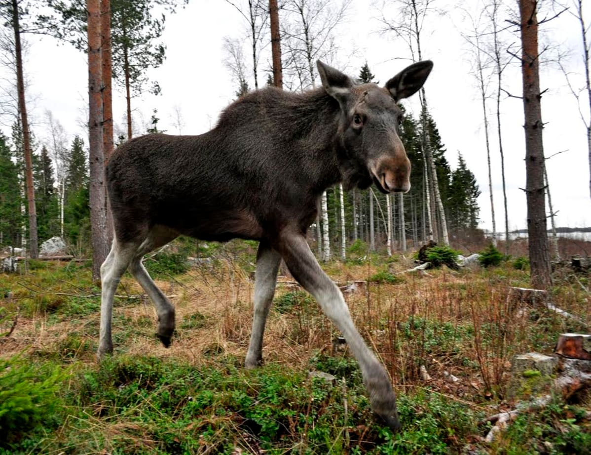 Mervi-hirvi joulukuussa 2015 Villieläinhoitolassa.
