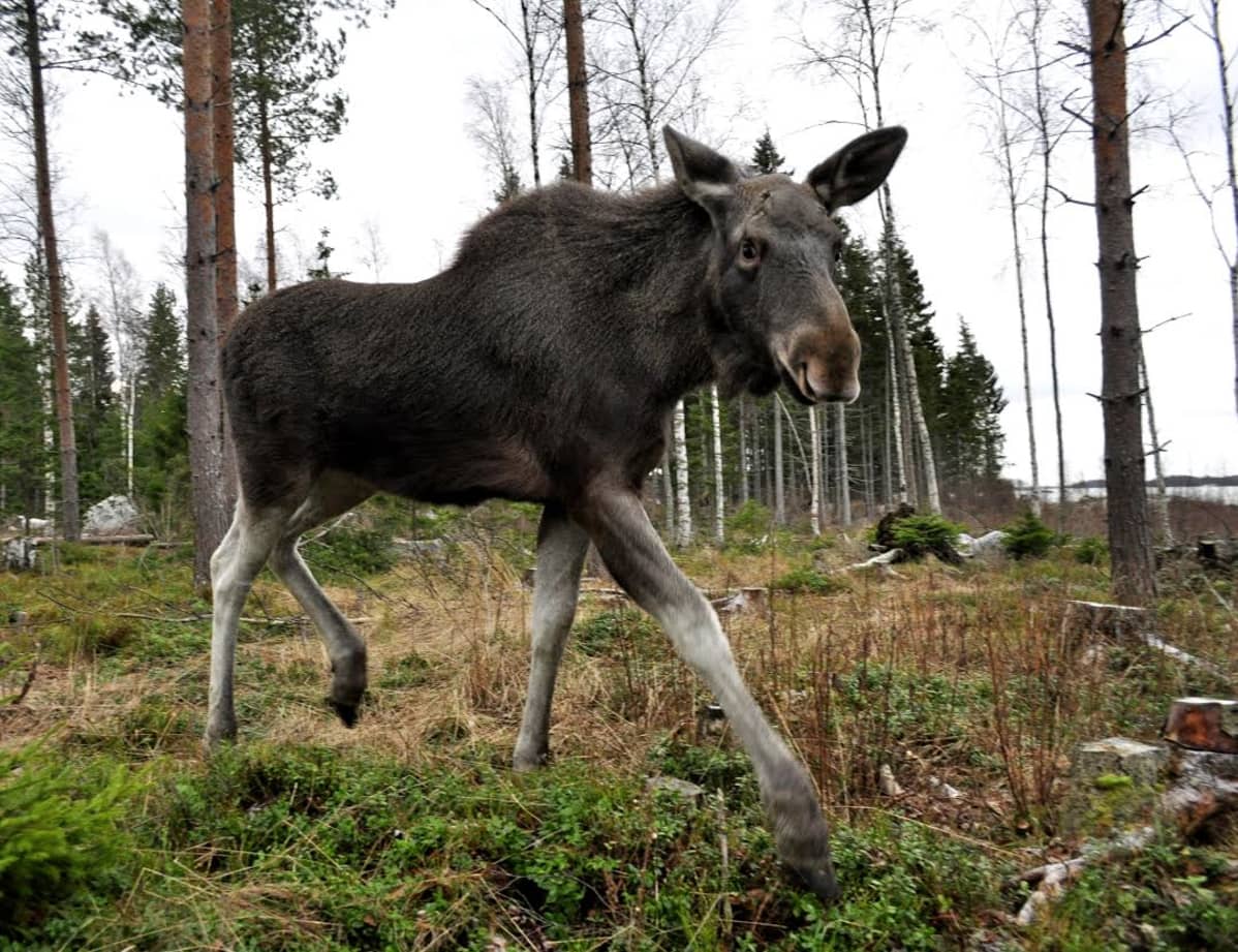 Mervi-hirvi joulukuussa 2015 Villieläinhoitolassa.