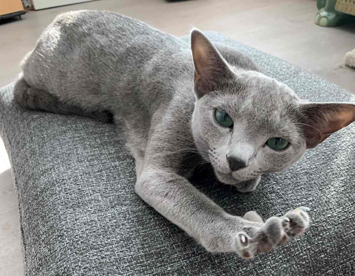 kissa