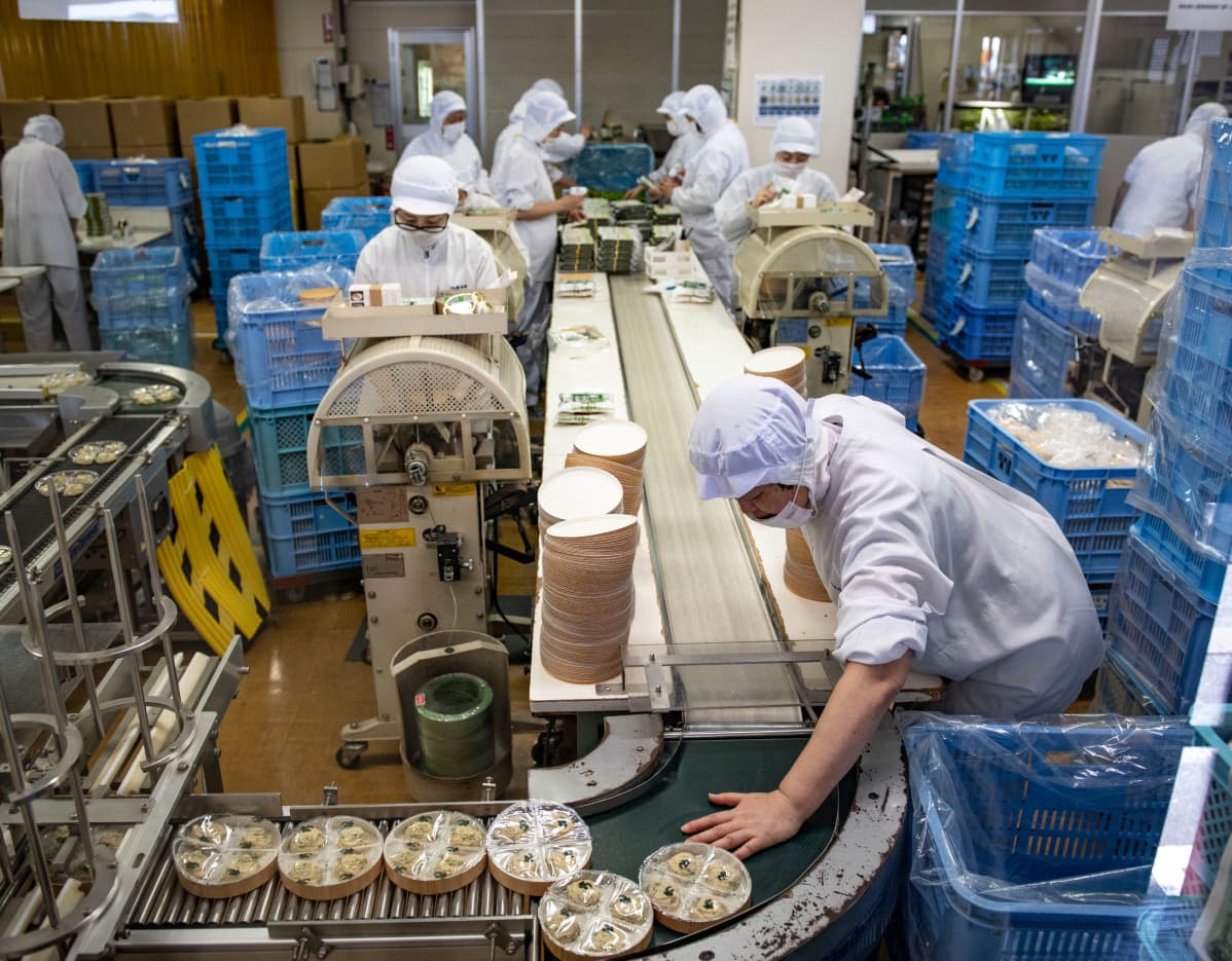 Wasabista tehdään nykyisin kaikkea suklaasta jäätelöön. Tässä perinteistä wasabi-pikkelsin pakkaamista.