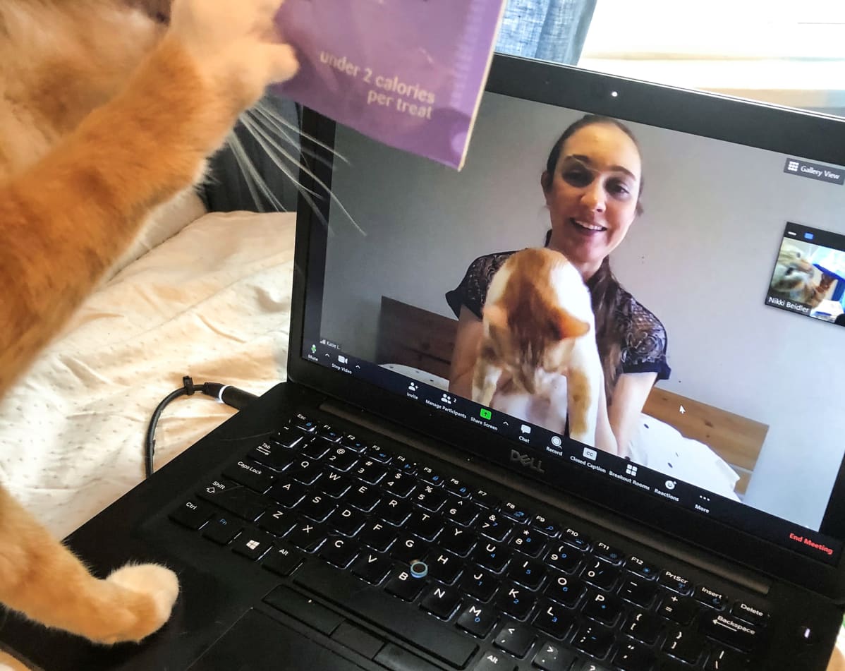 Katie Lee kissan kanssa tietokoneen ruudulla.