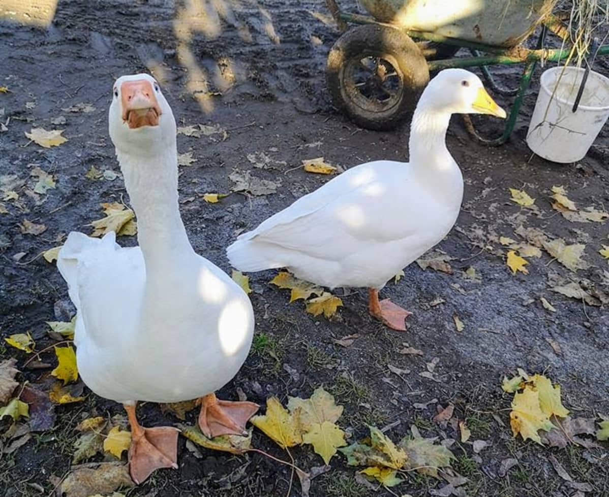 Martti ja Mirkku poseeraavat kameralle yhdessä ulkona