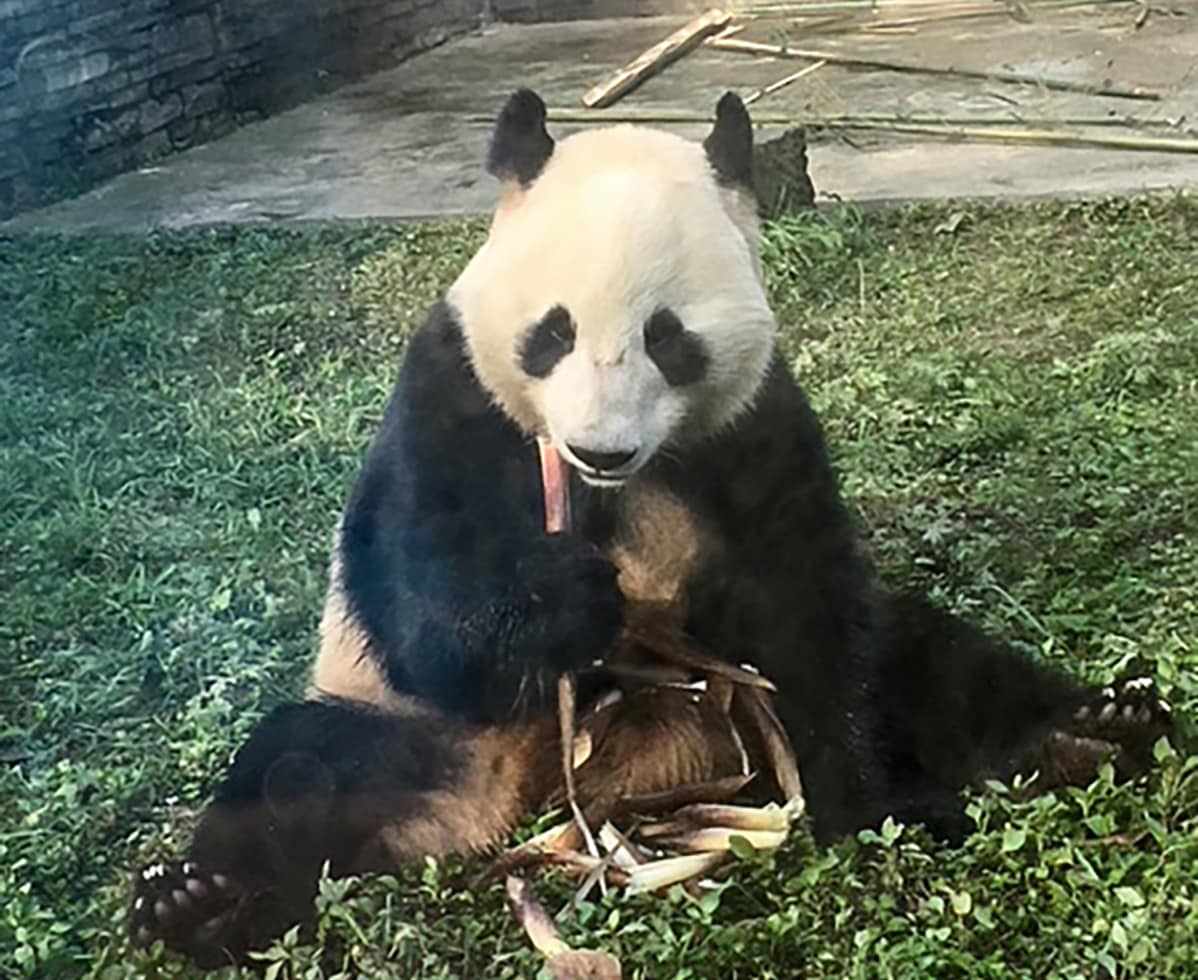 Hua Bao -panda.