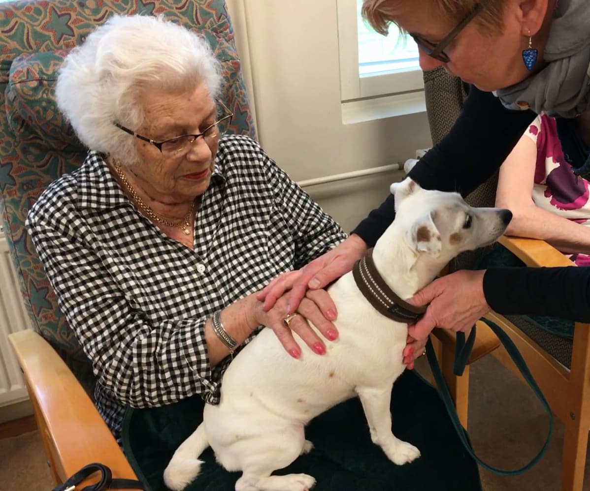 Nainen silittää sylissään istuvaa valkoista jackrussellinterrieriä.