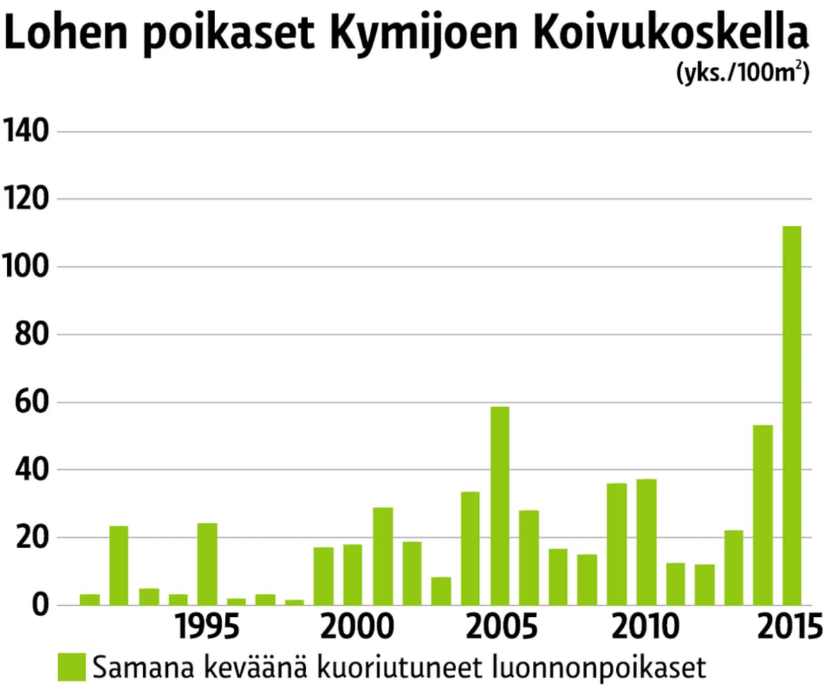Lohen poikasten määrä on kasvanut voimakkaasti viime vuosina Kymijoella.